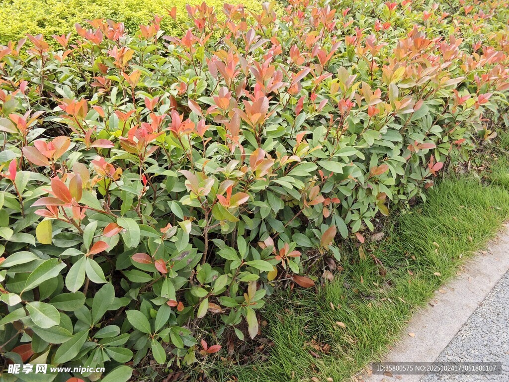 多彩灌木沿小徑生長