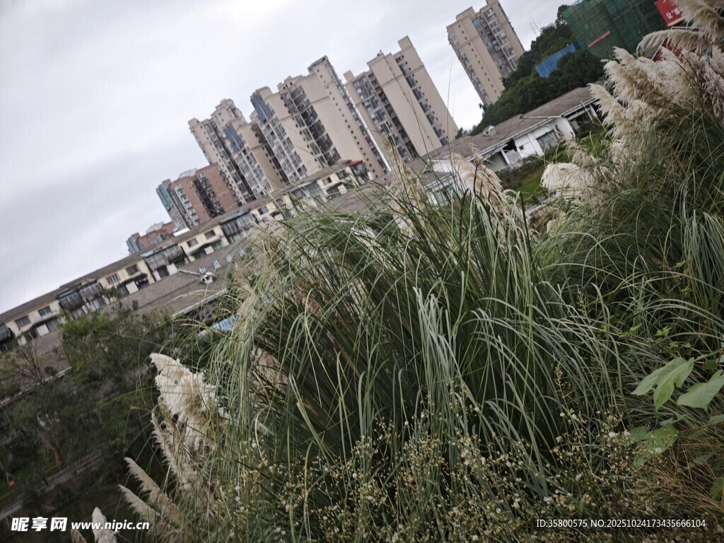 高樓旁的繁茂野草景觀