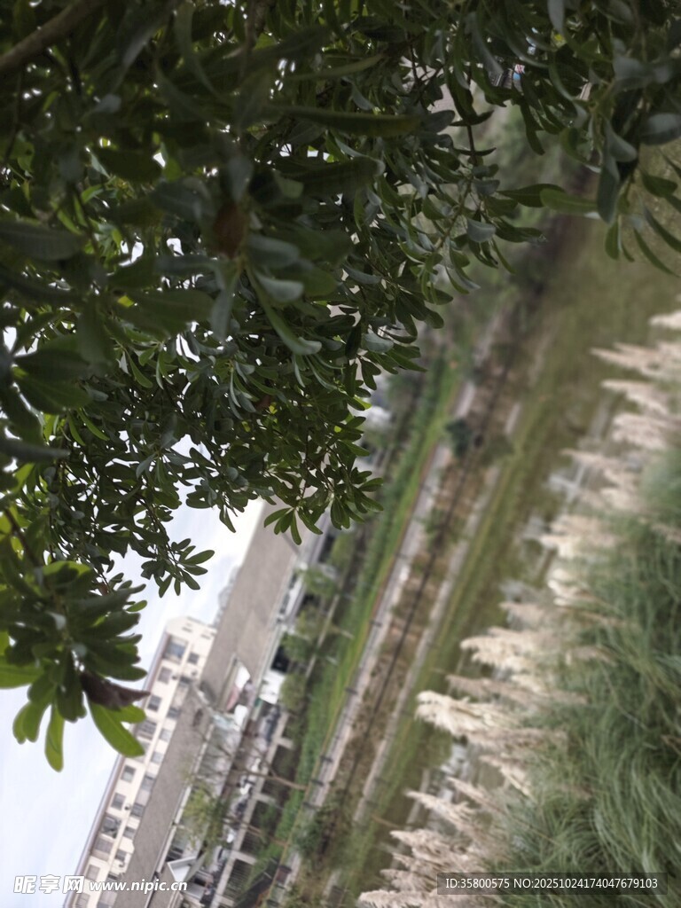 林蔭下的蔥郁綠植