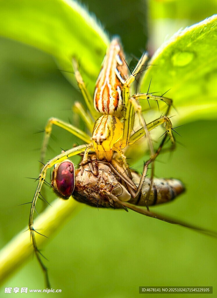 蜘蛛捕食小昆蟲瞬間