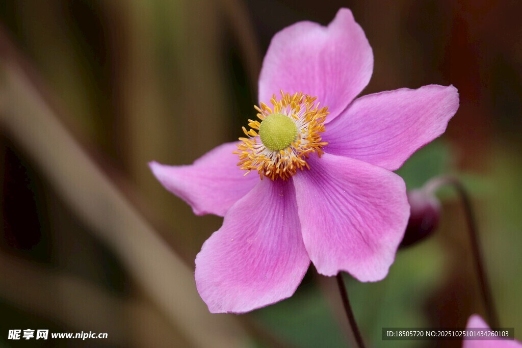嬌艷粉色花朵特寫