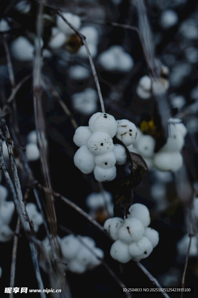 枝頭白漿果 素雅景致