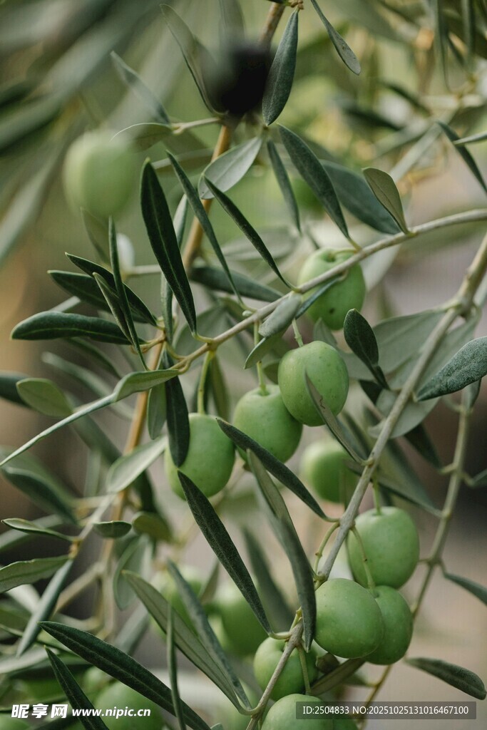 枝頭青橄欖