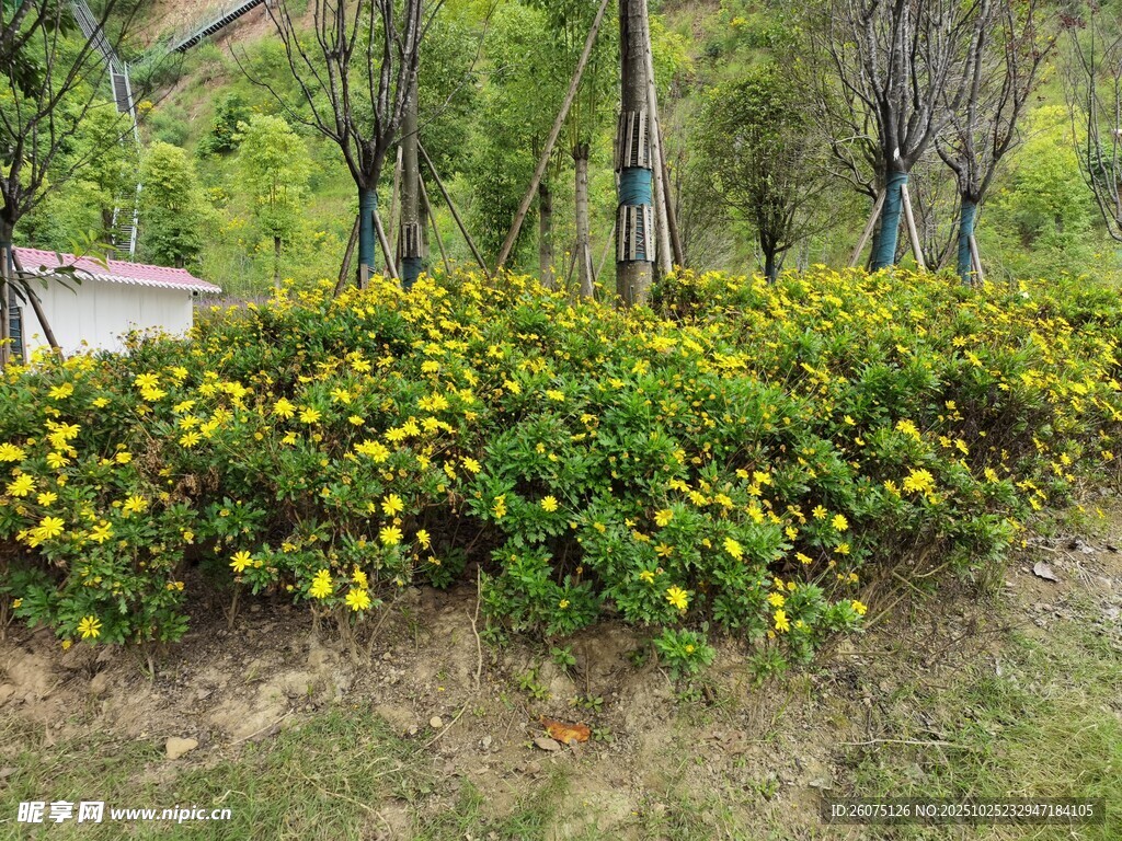 路邊綻放的黃色小花叢
