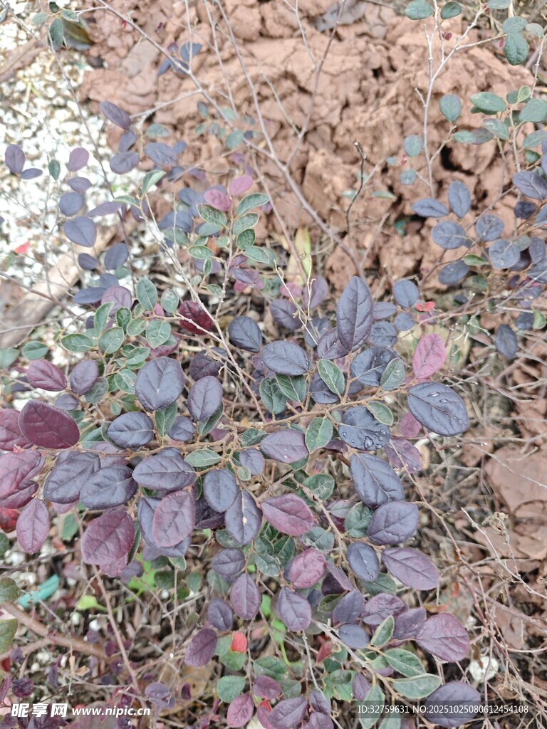 地面上的多彩植物葉片