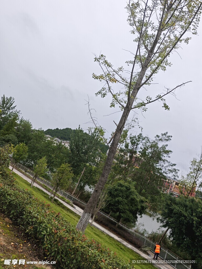 雨中公園的樹木與綠植