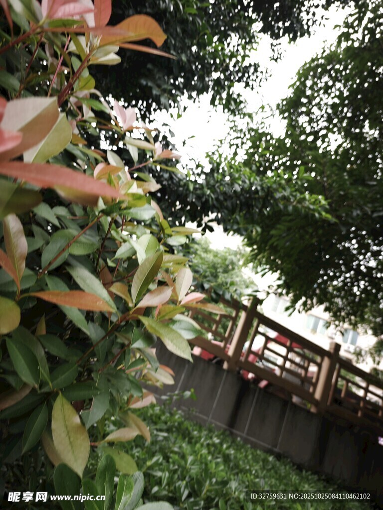 綠植環(huán)繞中的木質(zhì)長廊