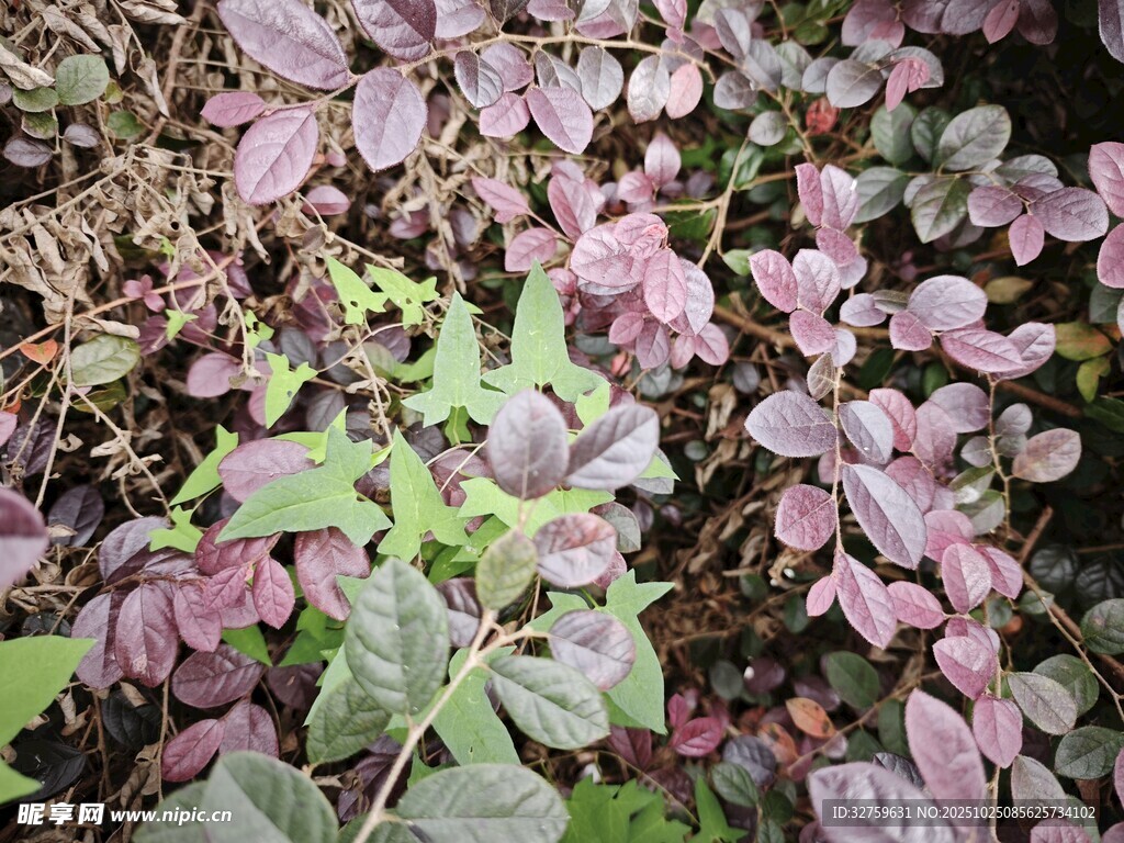 紫色與綠色相間的植物景觀