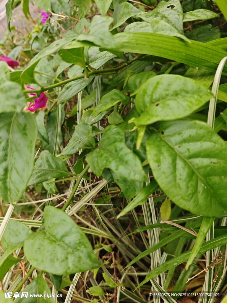 綠葉叢中的嬌艷花朵