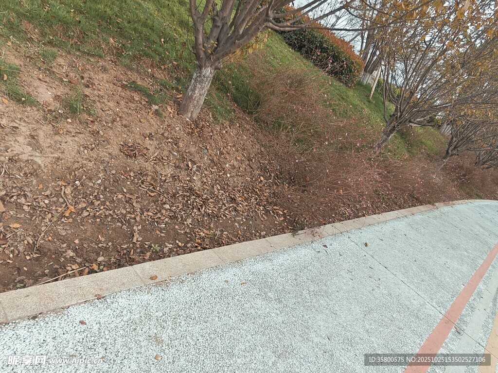 路邊枯黃植被與道路景象