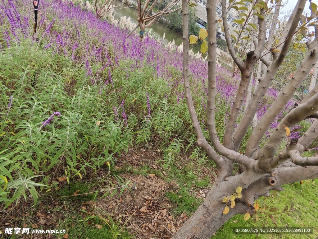 紫色花叢中的彎曲樹枝
