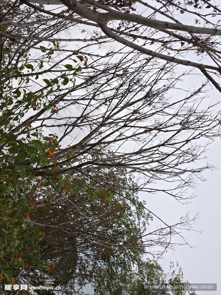 枝頭綠意與光禿枝干交織