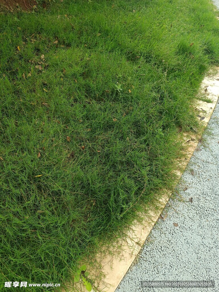 路邊翠綠草坪與灰色路面