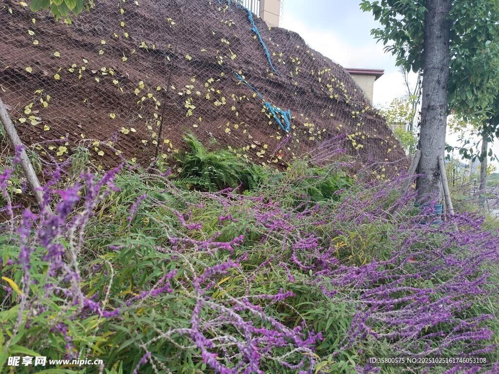 紫色花卉裝點的戶外景致