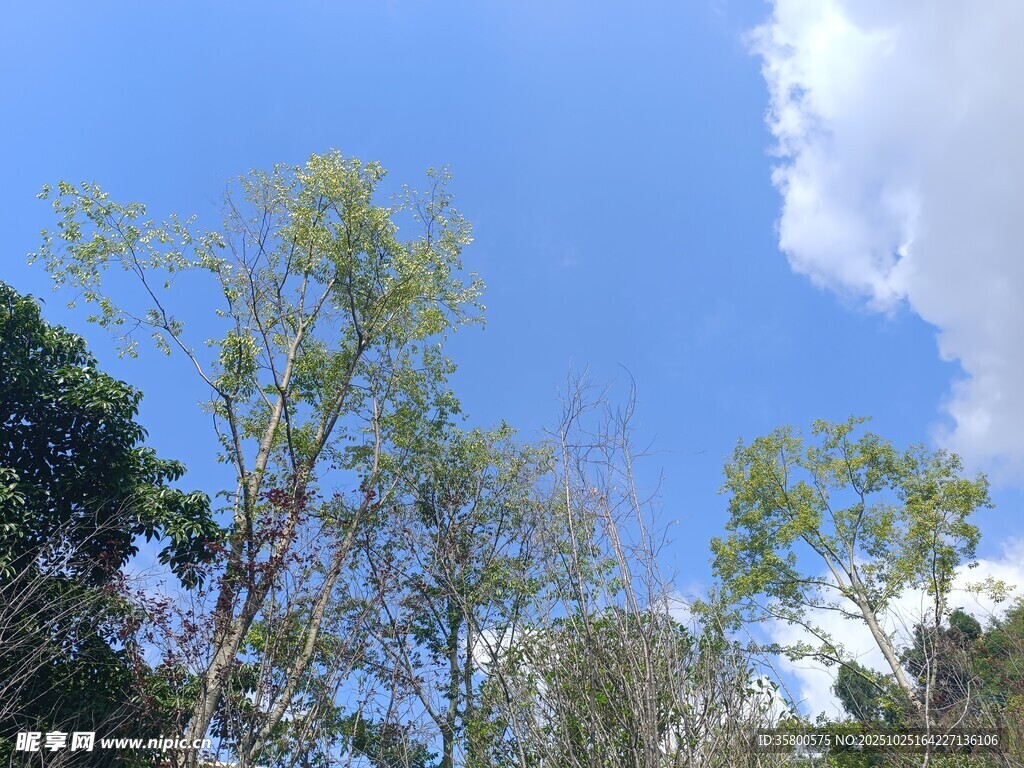 藍天綠樹自然美景