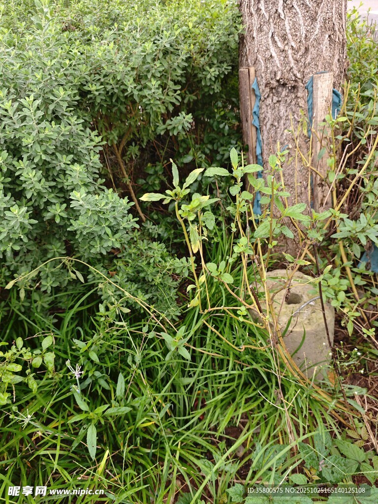樹下繁茂雜草景象