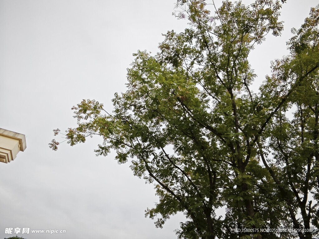 天空下的綠樹一角