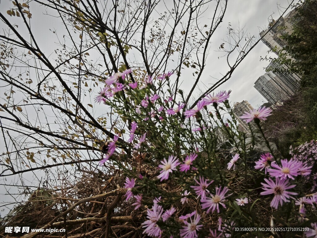 枝頭綻放的紫色小花