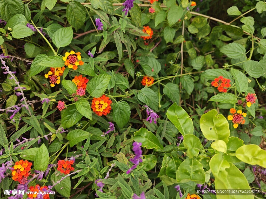 多彩花卉綻放于綠葉間