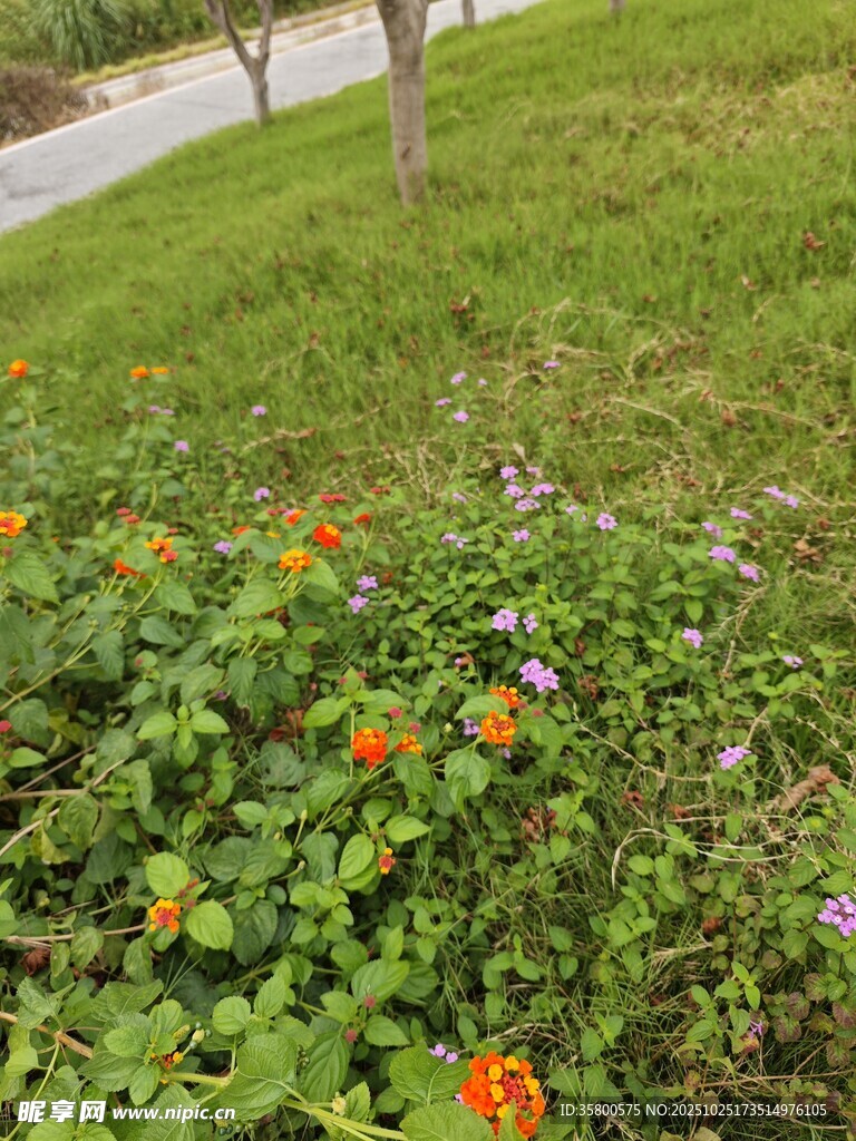 草地邊綻放的多彩小花