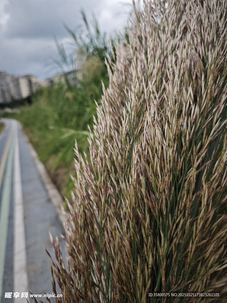 路邊的茂盛草植