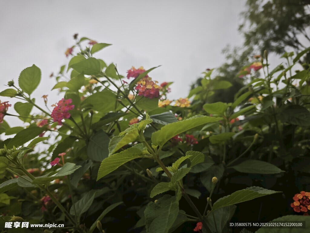 綠葉叢中的嬌艷花朵