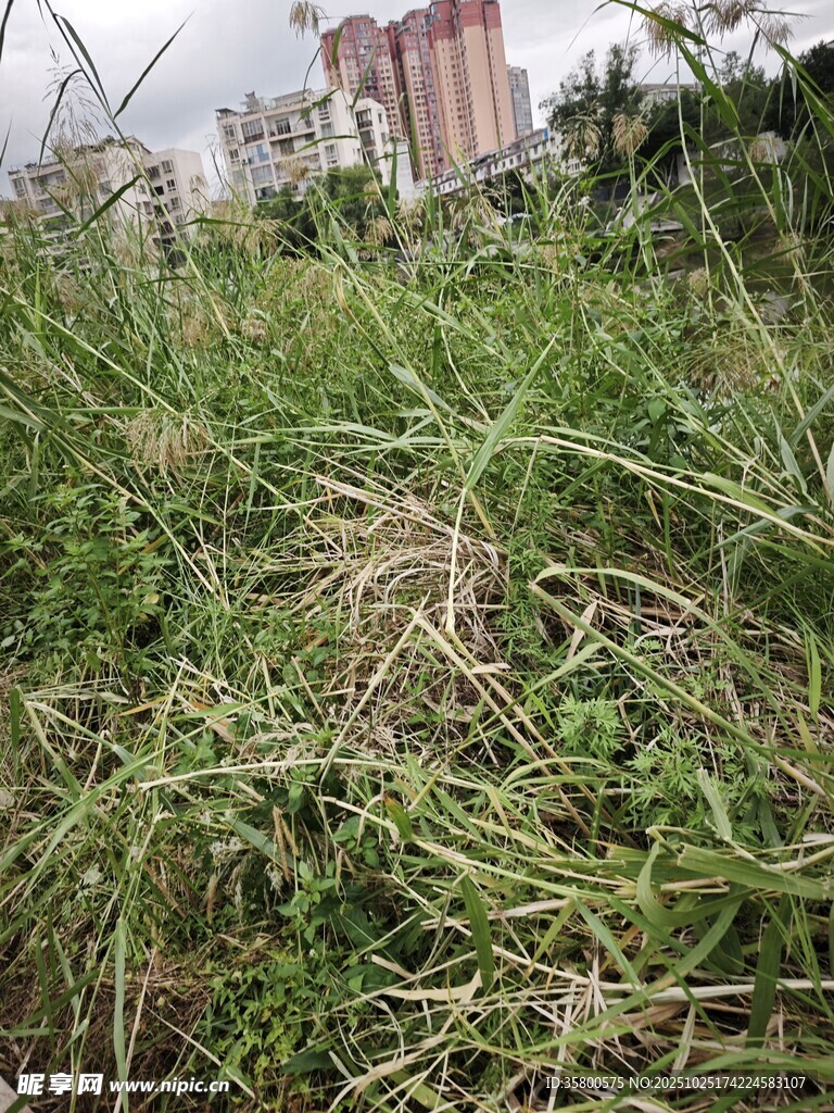 城市中繁茂的野生草地