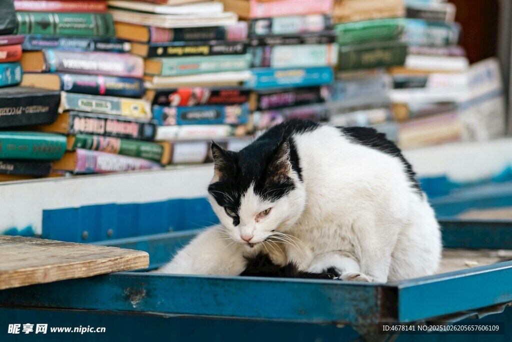 貓咪于書堆旁愜意休憩