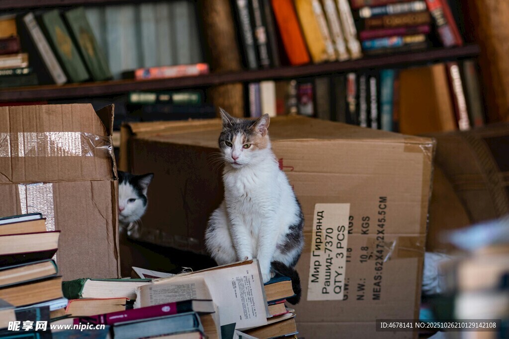 紙箱中的貓咪與書籍