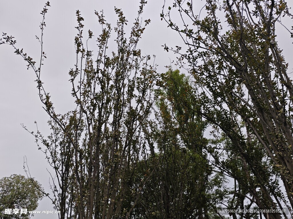 風中搖曳的繁茂樹枝