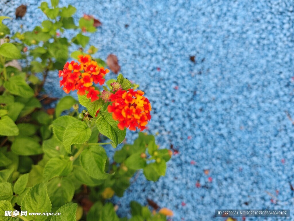 藍(lán)背景下鮮艷的紅色花朵