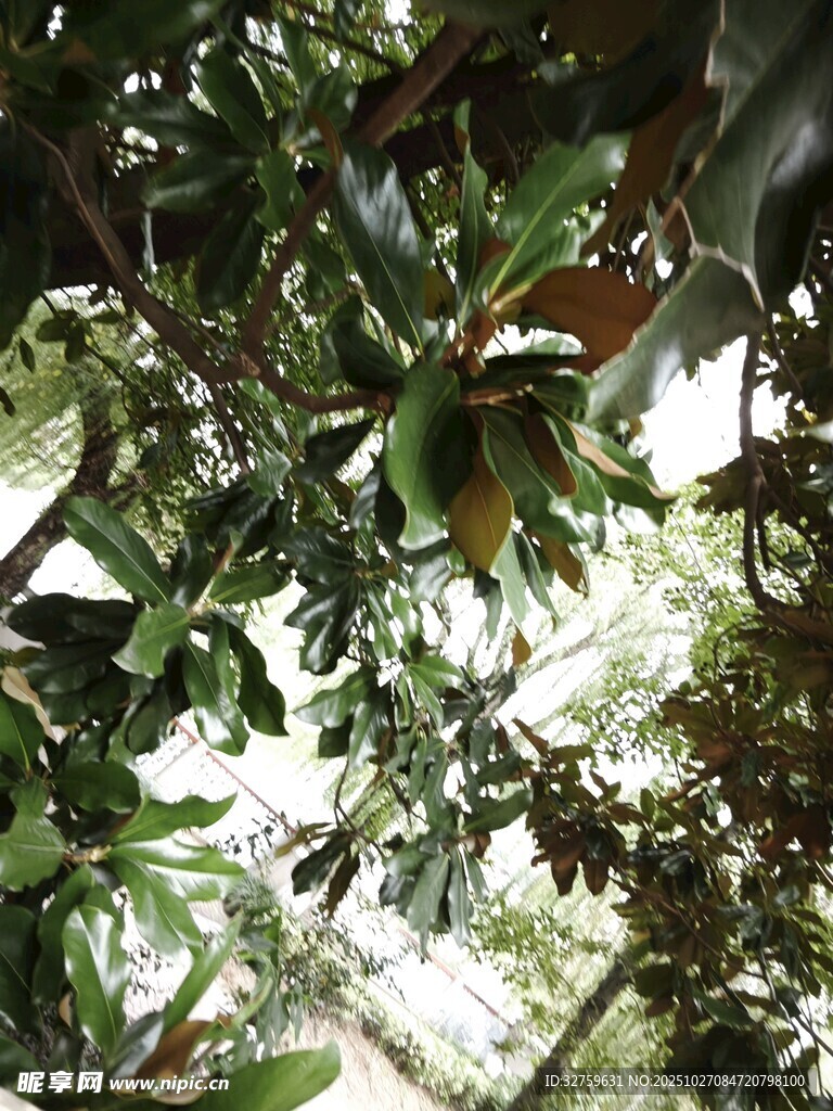 繁茂枝葉下的綠意景象