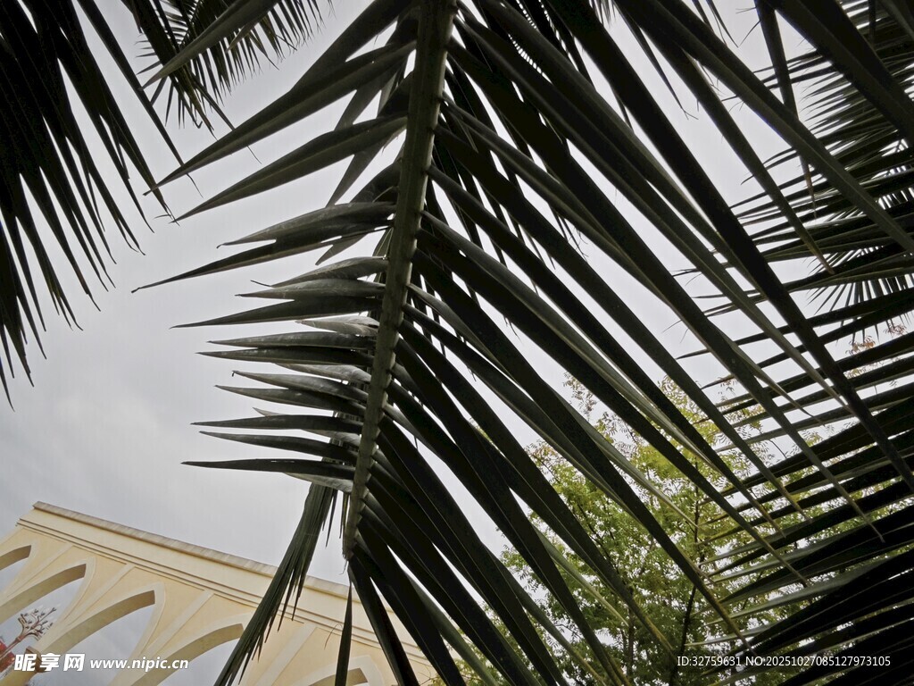 棕櫚樹(shù)葉與建筑一角