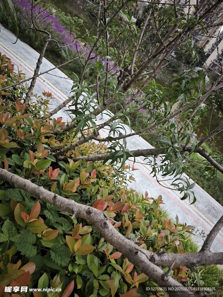 溪邊多彩植物景觀