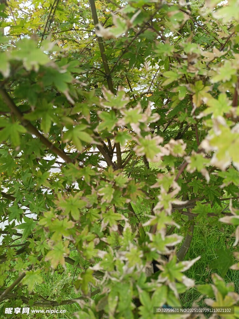 綠葉繁茂的樹枝景象