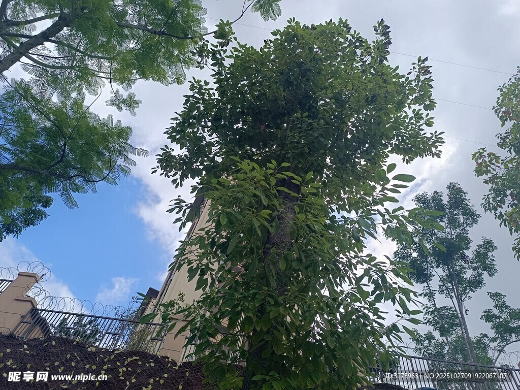 藍(lán)天綠樹間的房屋一角