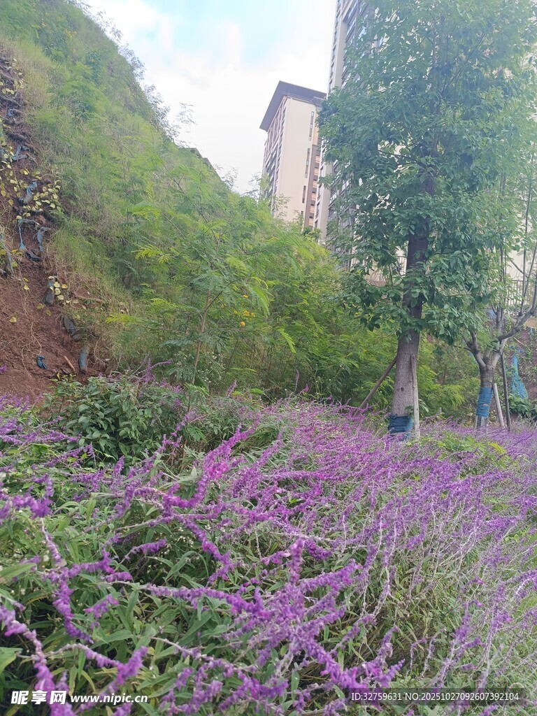 紫色花海與綠植相映成趣