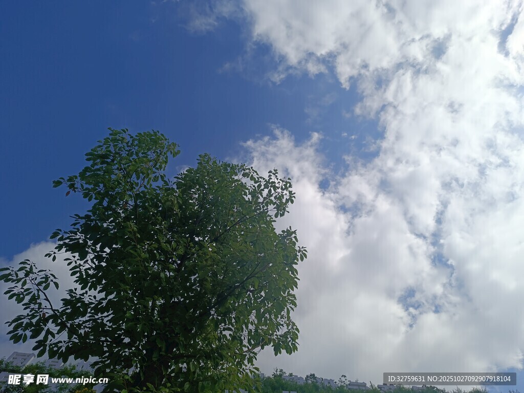 藍(lán)天綠樹間的美麗云彩