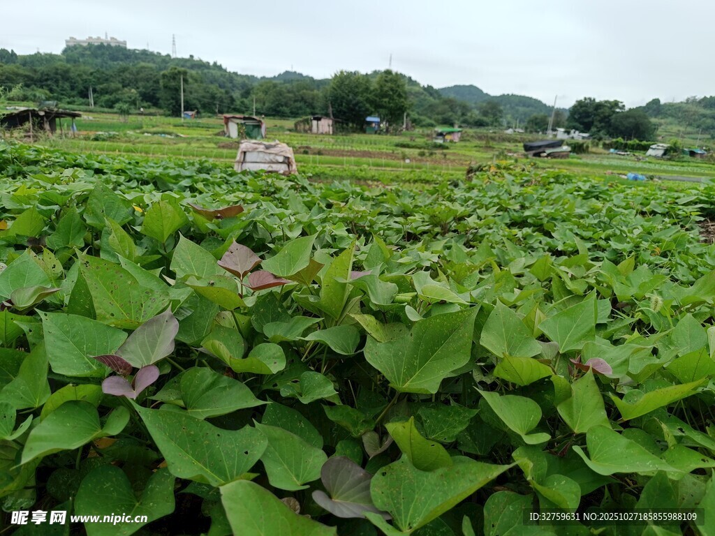 田園荷塘風(fēng)光