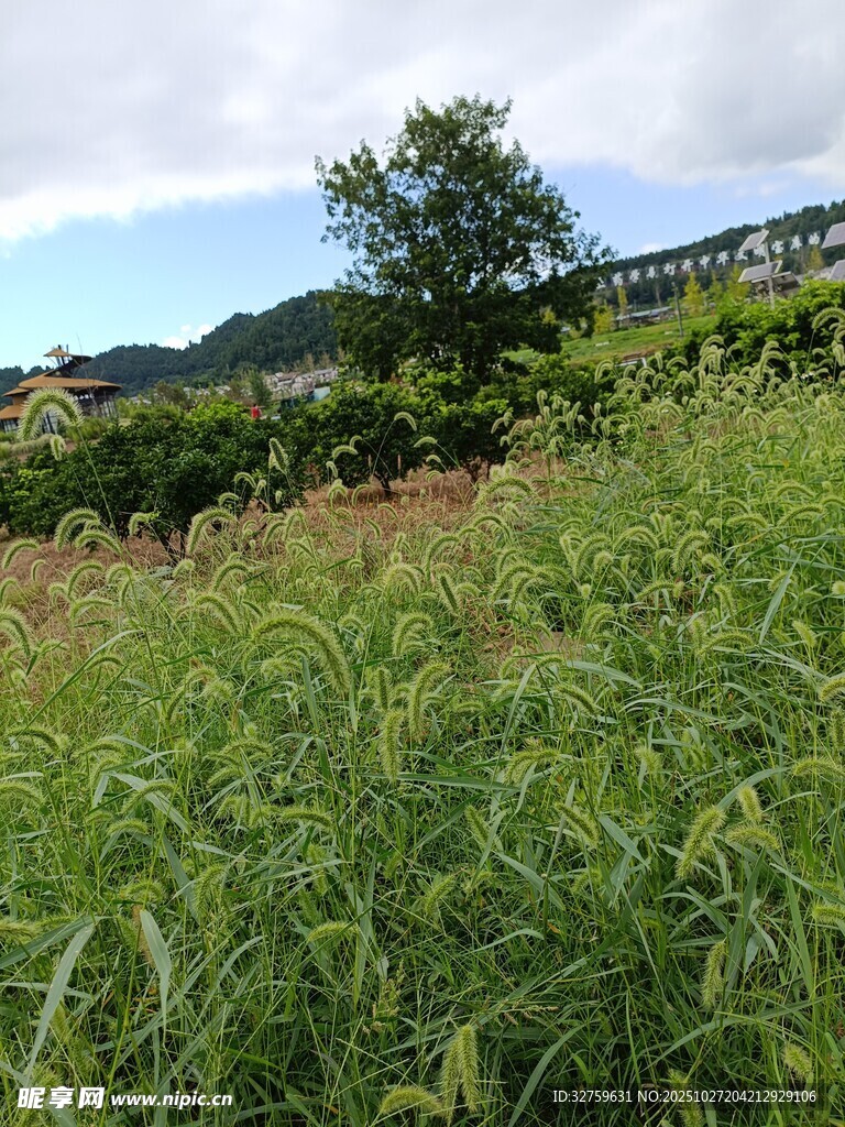 田園風(fēng)光中的繁茂綠色植物