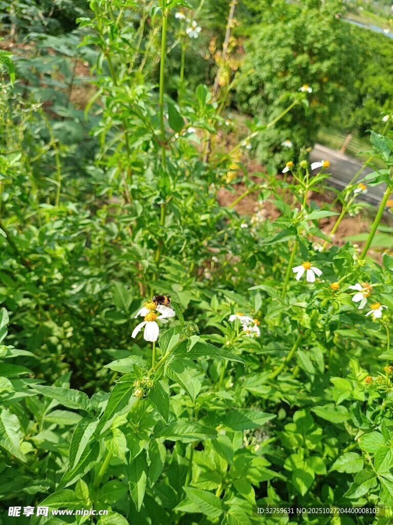 田園中的綠色植物景觀
