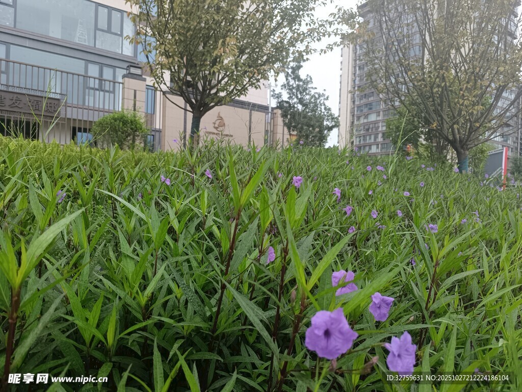 草坪上綻放的紫色小花