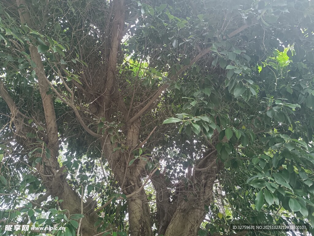 茂密繁茂的大樹景觀