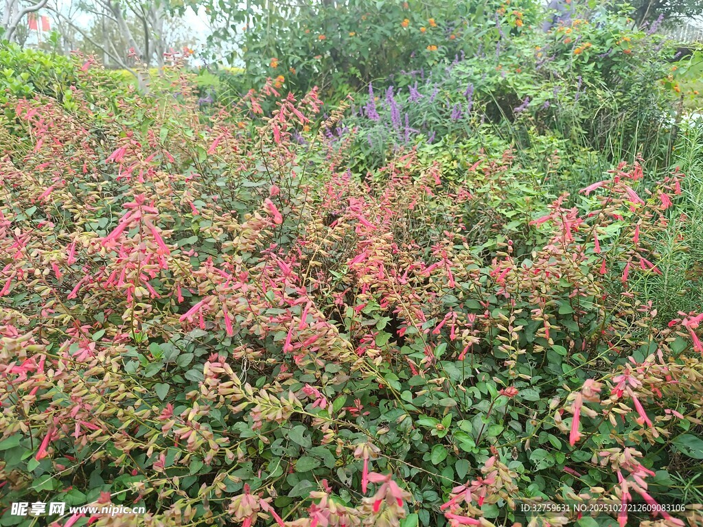 鮮艷多彩的戶外植物景觀