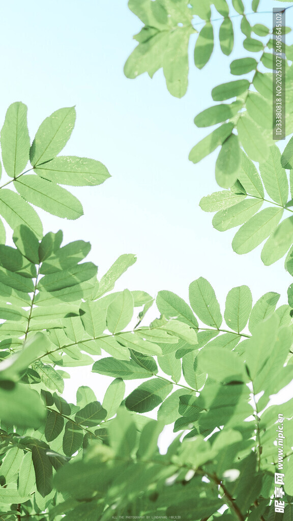 綠葉繁茂的清新植物景象