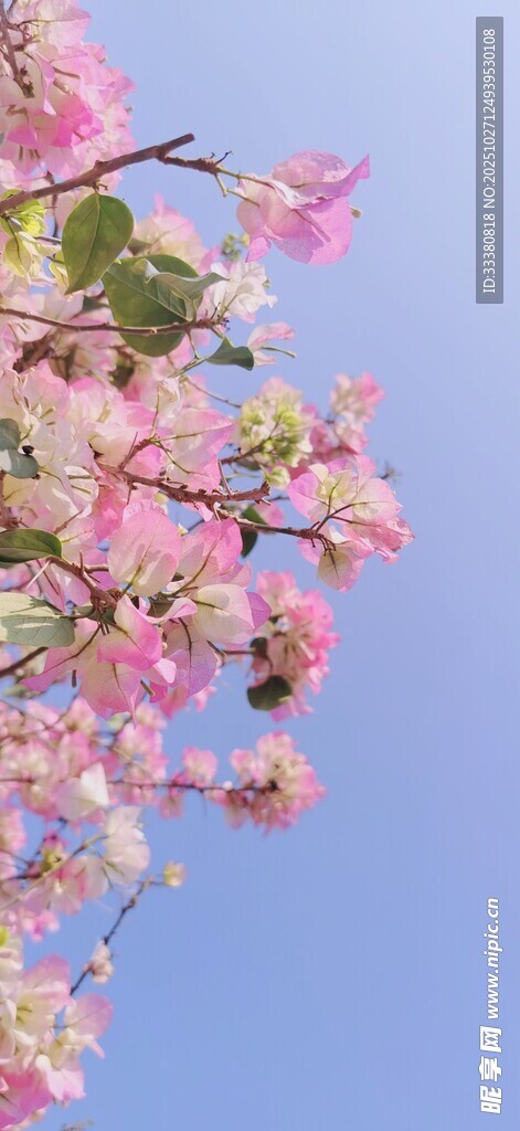 藍(lán)天映襯下的粉嫩繁花
