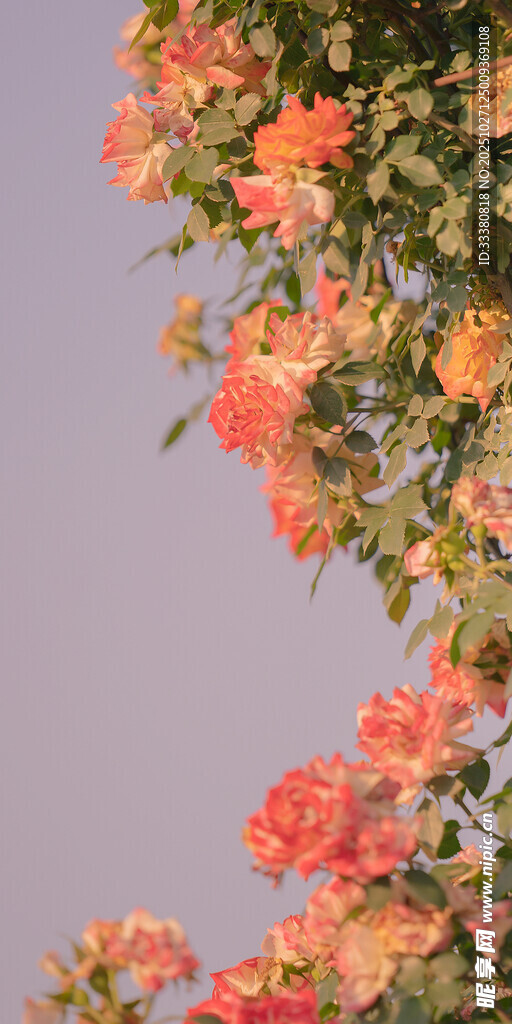 艷麗三角梅綻放枝頭