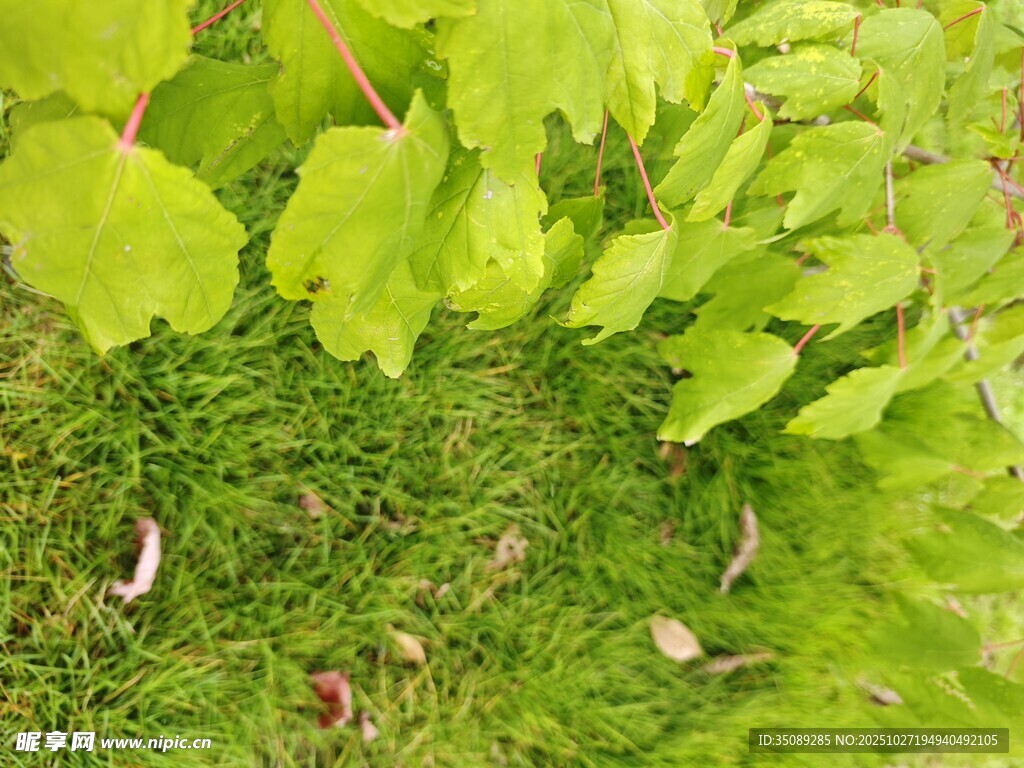 綠意盎然的草地與植物