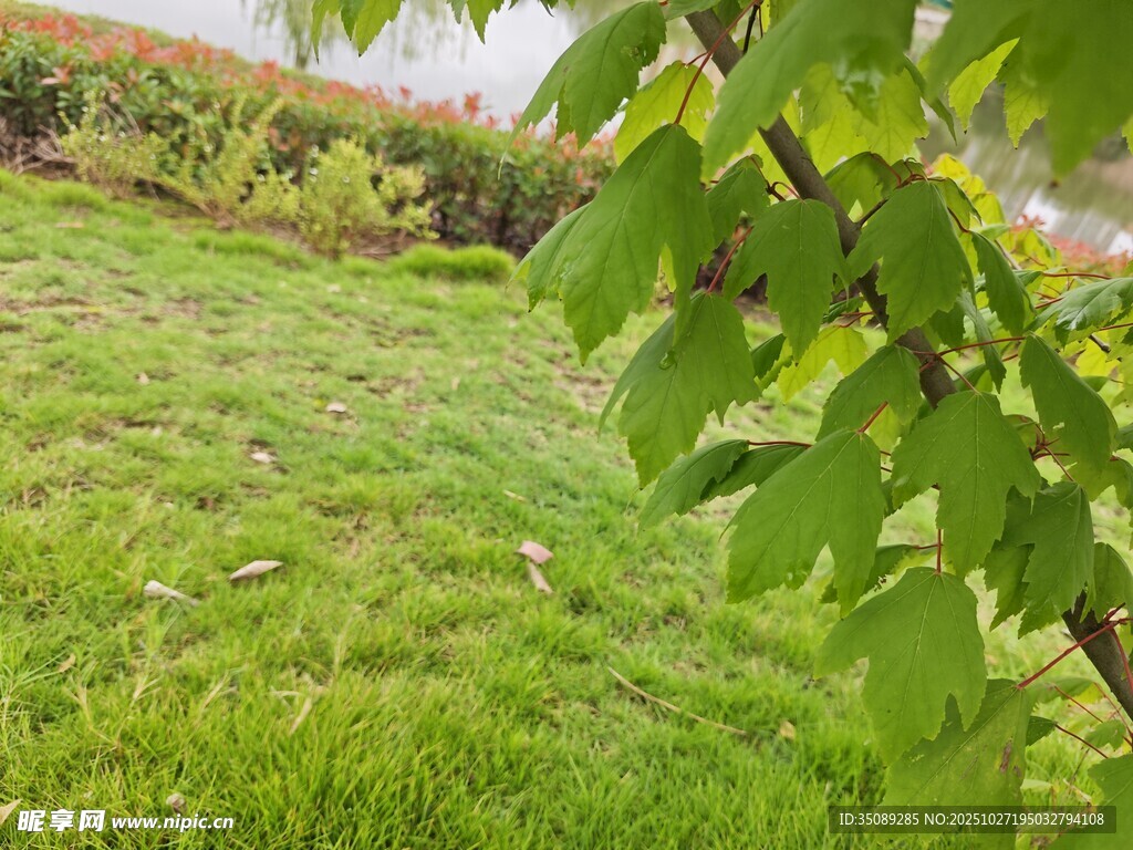 翠綠草地與枝葉的自然景致