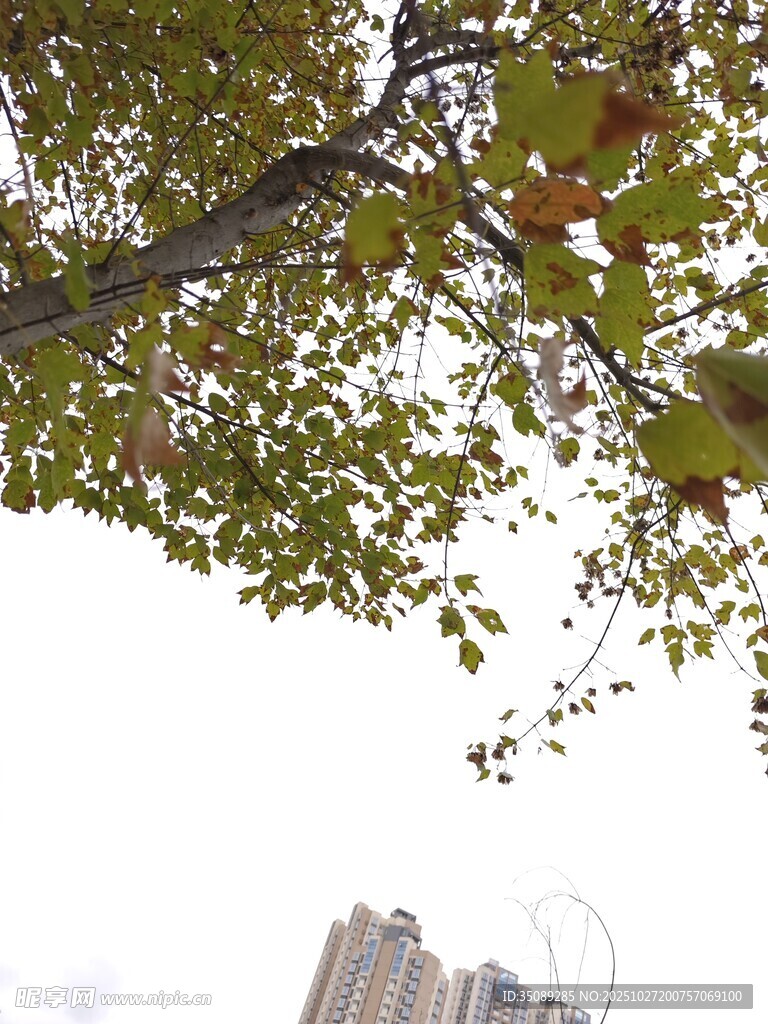 城市中樹(shù)枝上的黃綠樹(shù)葉